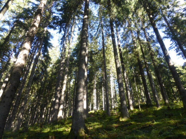 bosco legna ardere